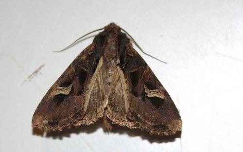Réf. 216 439 : Trigonophora flammea